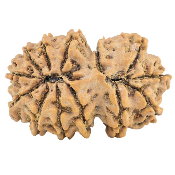 13 Mukhi Gaurishankar 33mm 5.82gm - Rudraksha back
