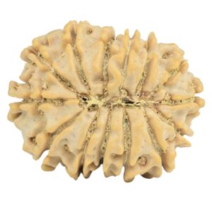 14 Mukhi Rudraksha 26mm 4gm - Rudraksha back