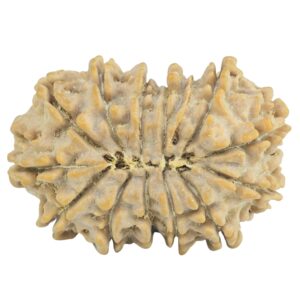 14 Mukhi Rudraksha 29.1mm 4.5gm - Rudraksha back