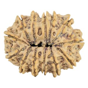 13 Mukhi Rudraksha 28.5mm 5.15gm - Rudraksha back
