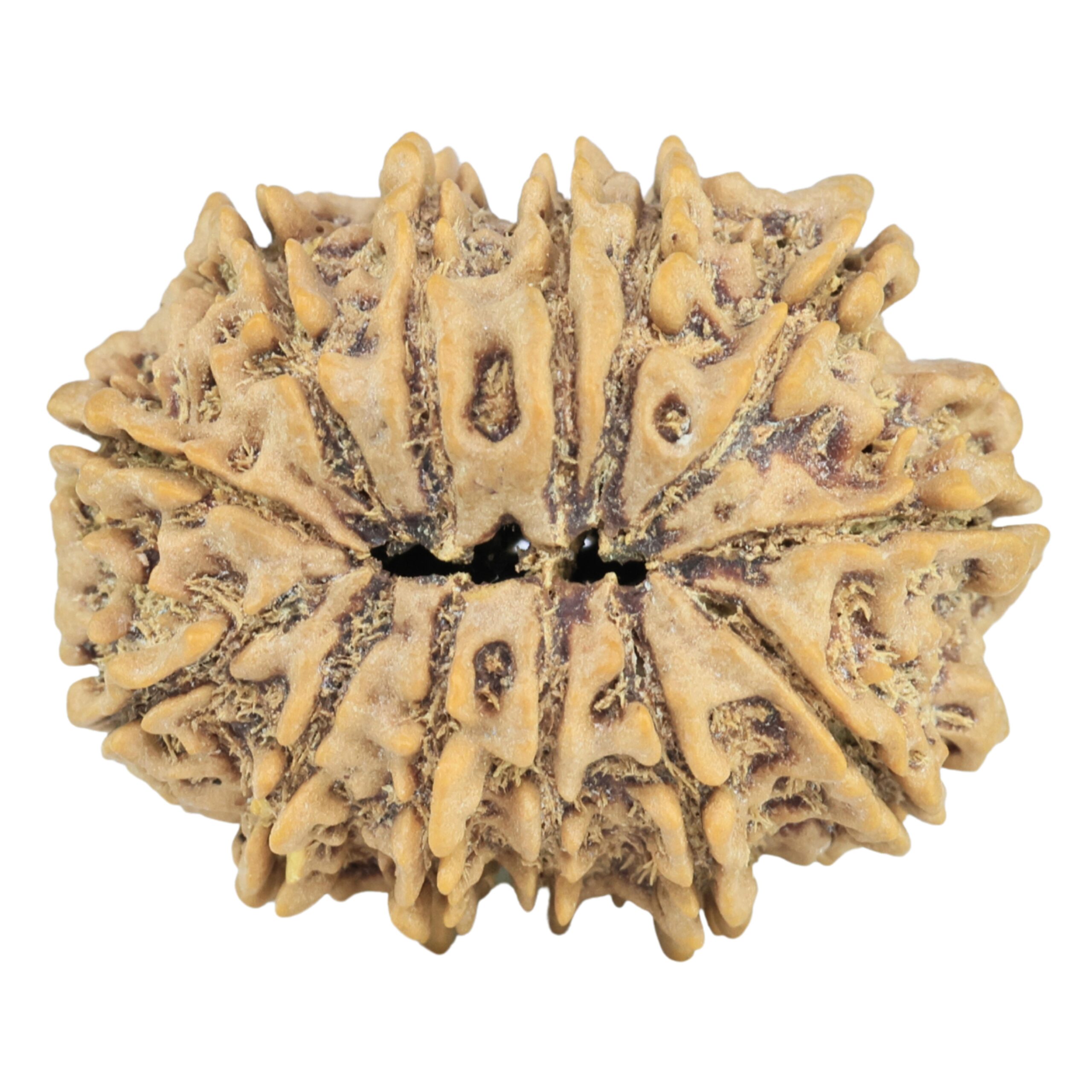 13 Mukhi Rudraksha 28.5mm 5.15gm - Rudraksha back