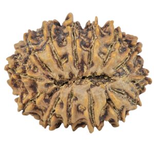 14 Mukhi Rudraksha 30.6mm 6.07gm - Rudraksha back