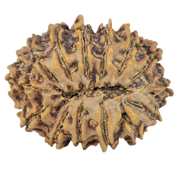 14 Mukhi Rudraksha 30.6mm 6.07gm - Rudraksha back