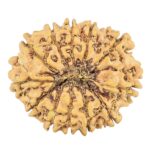 12 Mukhi Rudraksha 25.3mm 3.26gm - Rudraksha back