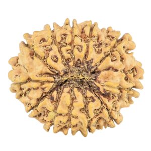 12 Mukhi Rudraksha 25.3mm 3.26gm - Rudraksha back