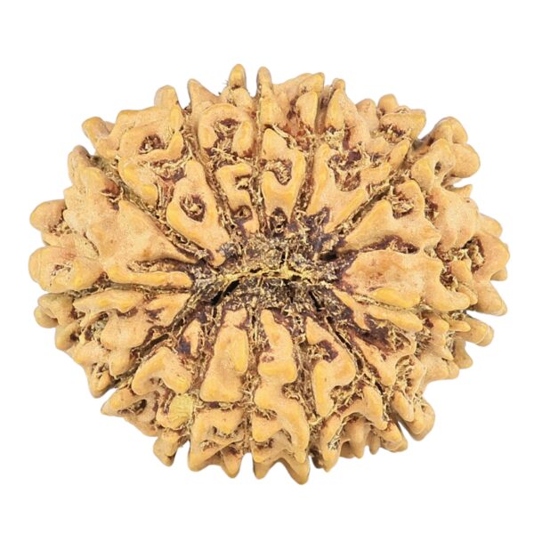 12 Mukhi Rudraksha 25.3mm 3.26gm - Rudraksha back