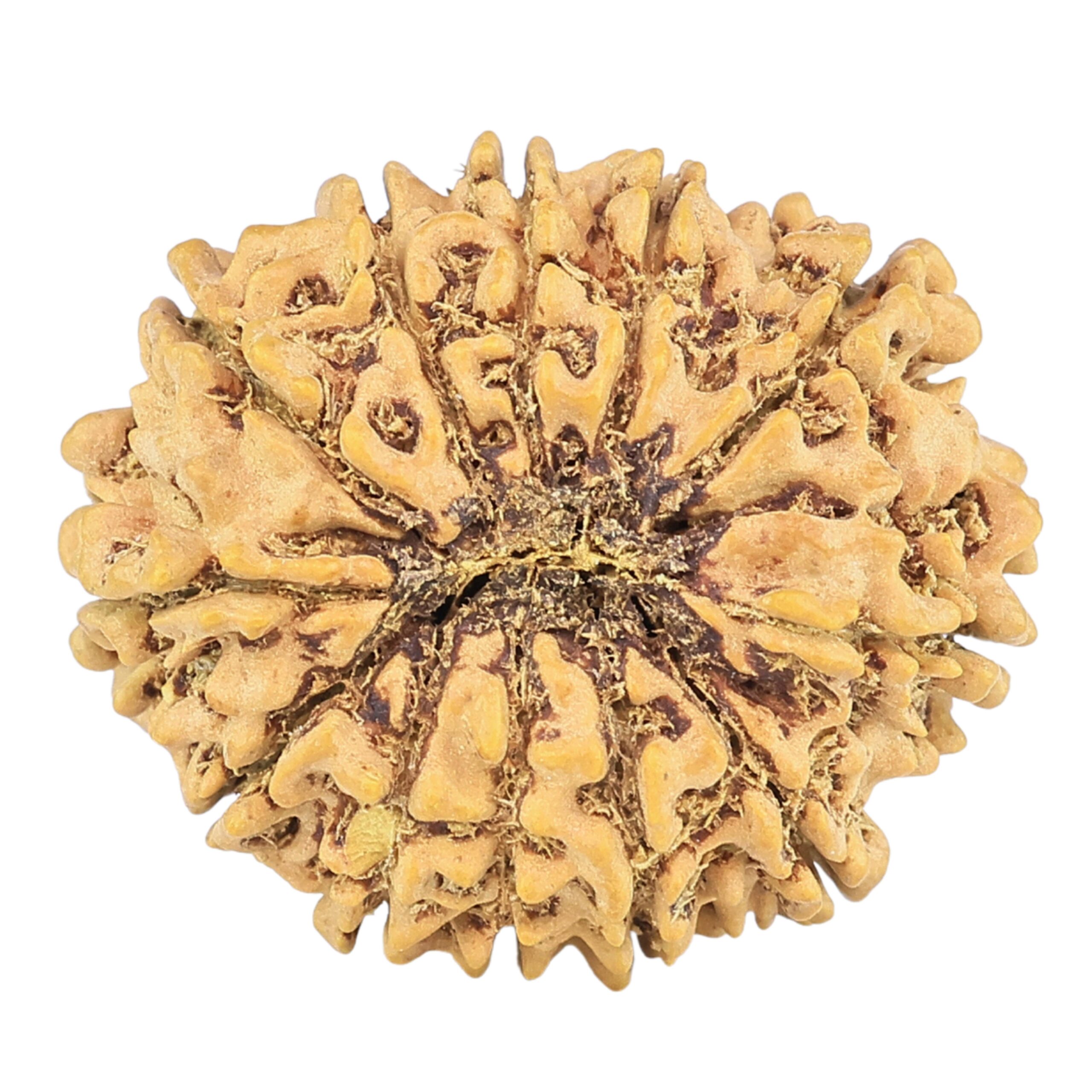 12 Mukhi Rudraksha 25.3mm 3.26gm - Rudraksha back