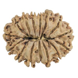 15 Mukhi Rudraksha 28.1mm 4.37gm - Rudraksha back