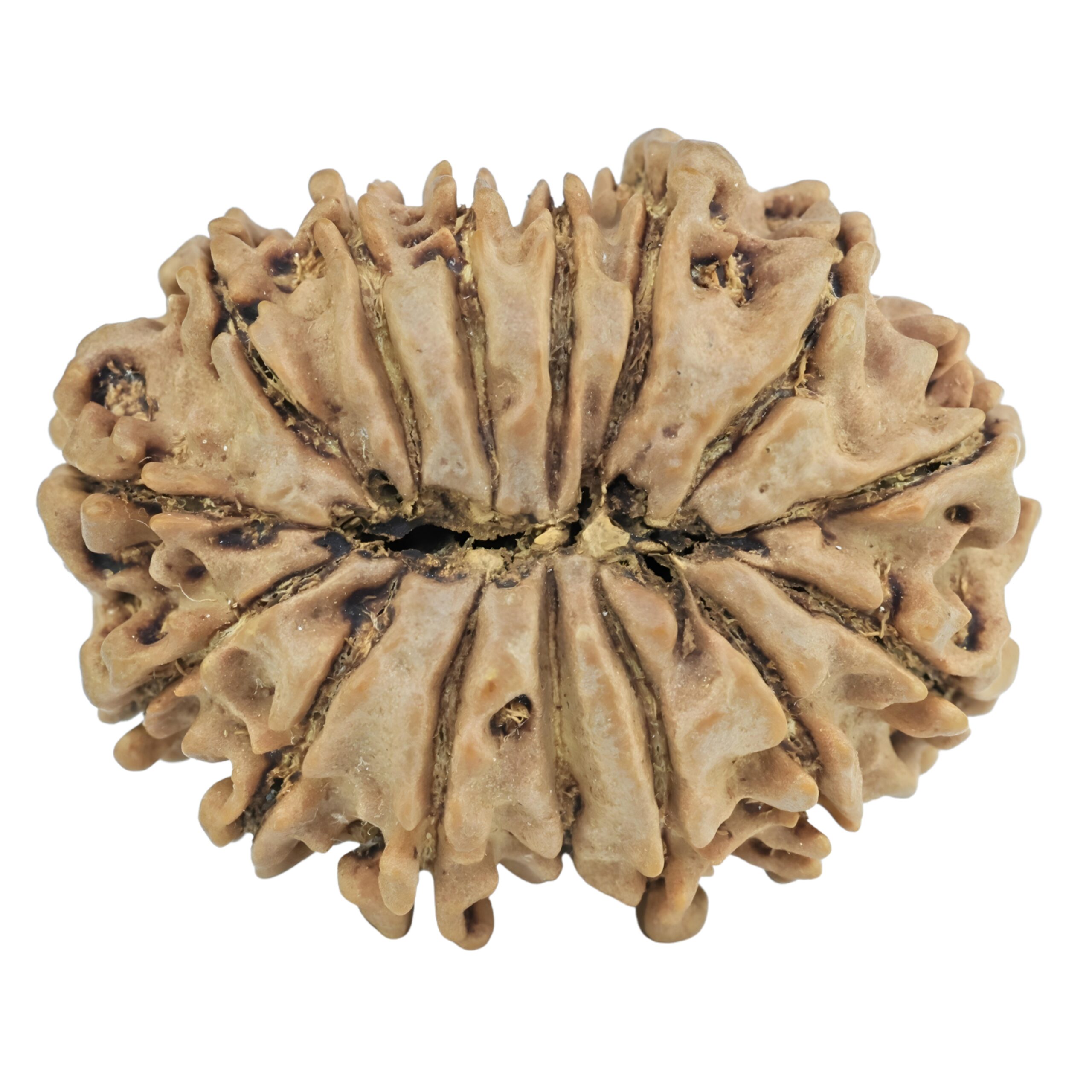 15 Mukhi Rudraksha 28.1mm 4.37gm - Rudraksha back
