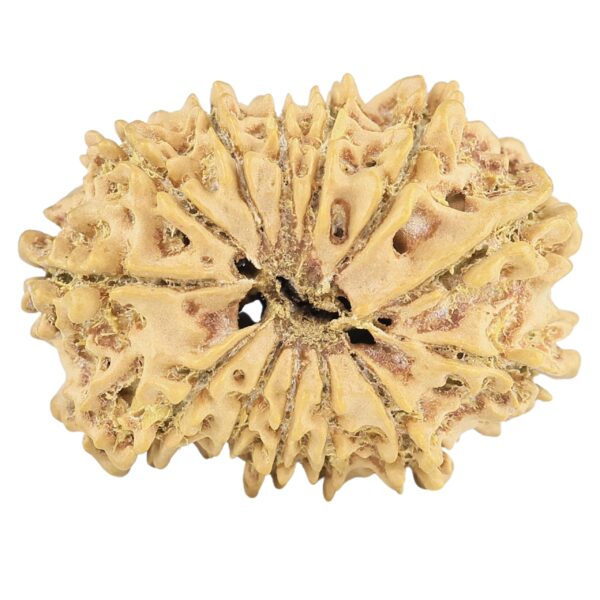 13 Mukhi Rudraksha 23mm 2.19gm - Rudraksha back