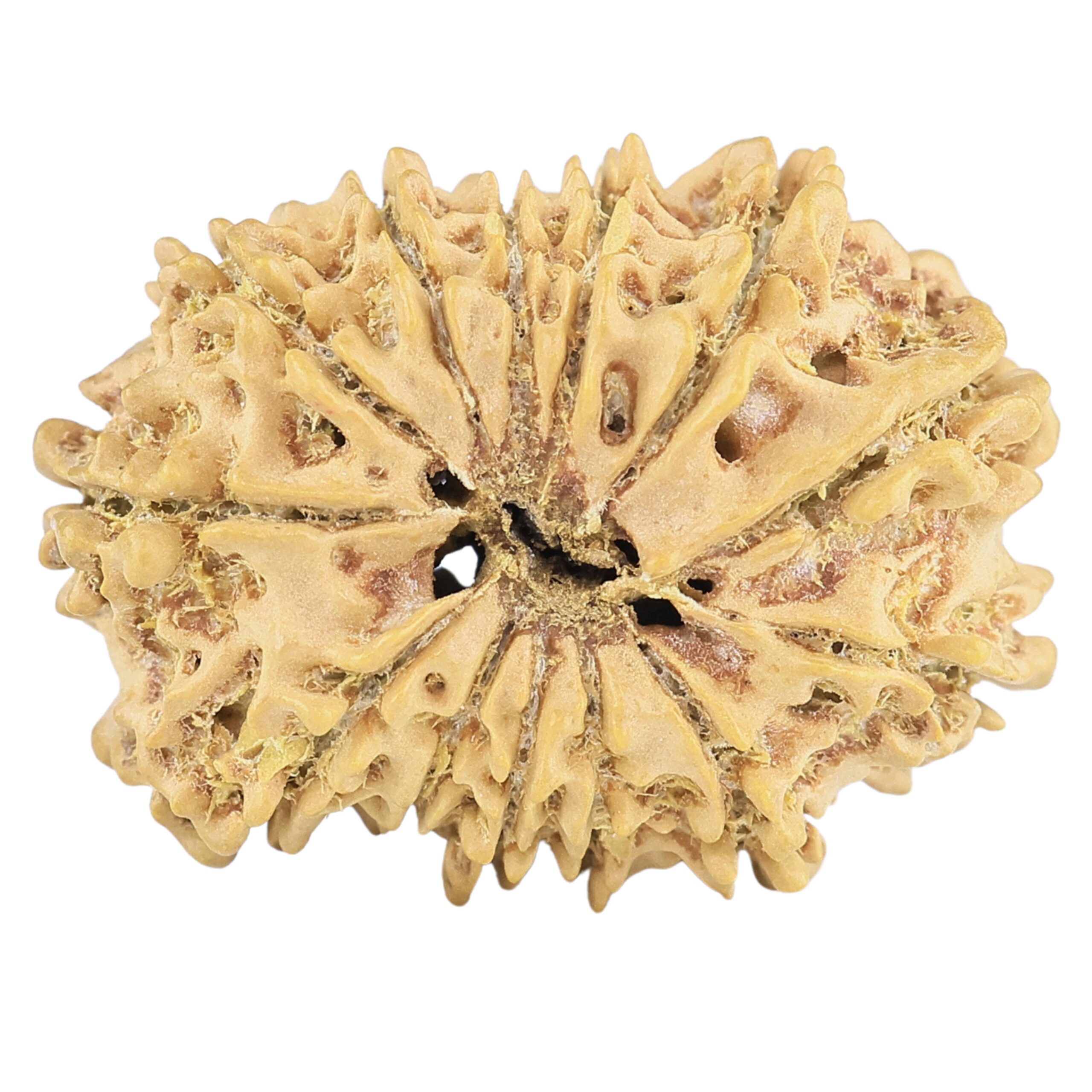 13 Mukhi Rudraksha 23mm 2.19gm - Rudraksha back