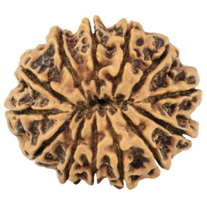 13 Mukhi Rudraksha 31.1mm 6.58gm - Rudraksha back
