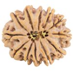 12 Mukhi Rudraksha 31mm 7.62gm - Rudraksha back