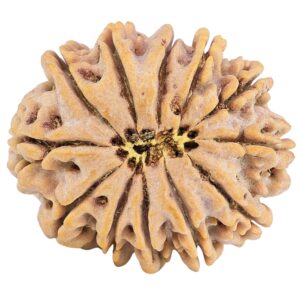 12 Mukhi Rudraksha 31mm 7.62gm - Rudraksha back