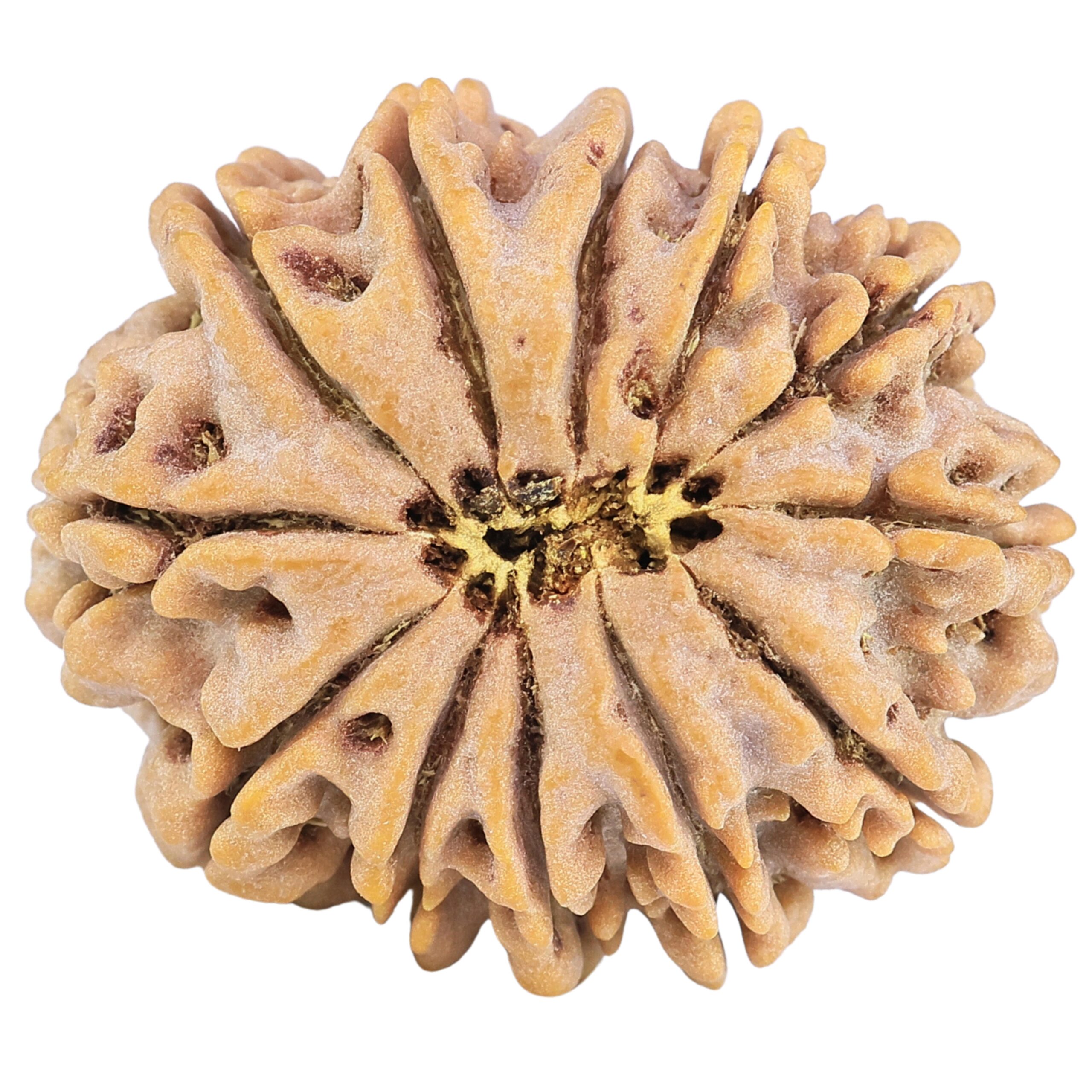 12 Mukhi Rudraksha 31mm 7.62gm - Rudraksha back