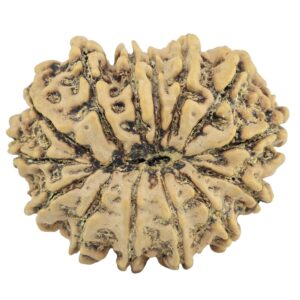 14 Mukhi Rudraksha 29.3mm 4.85gm - Rudraksha back