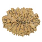 12 Mukhi Rudraksha 26.6mm 3.27gm - Rudraksha back