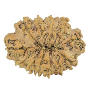 12 Mukhi Rudraksha 26.6mm 3.27gm - Rudraksha back
