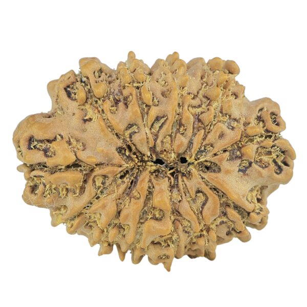 12 Mukhi Rudraksha 26.6mm 3.27gm - Rudraksha back