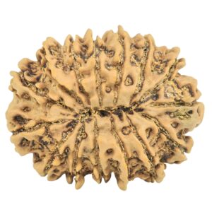 15 Mukhi Rudraksha 30.9mm 5.65gm - Rudraksha back