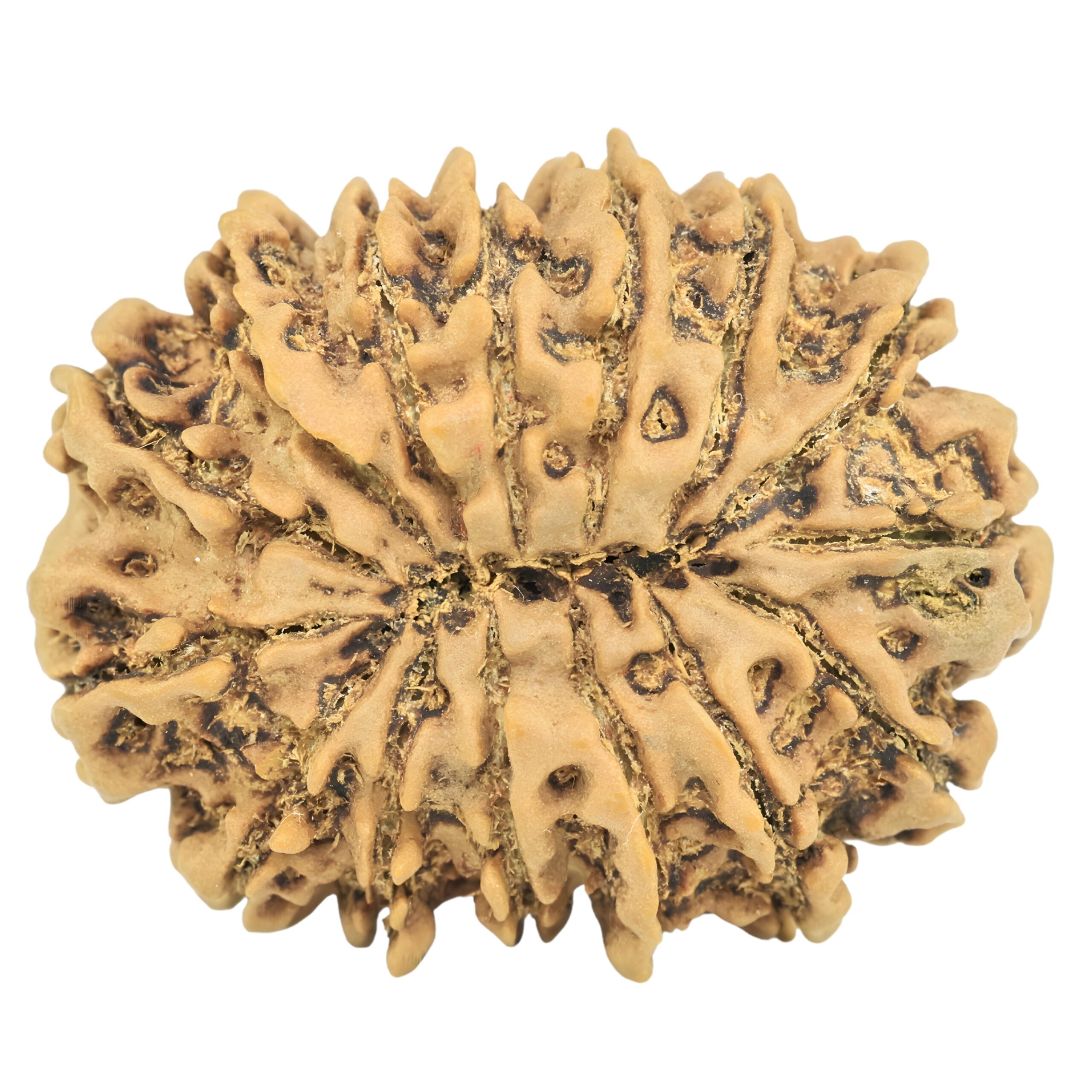 15 Mukhi Rudraksha 30.9mm 5.65gm - Rudraksha back
