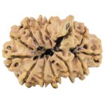 13 Mukhi Ganesh 31.3mm 4.81gm - Rudraksha back