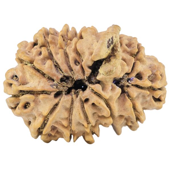 13 Mukhi Ganesh 31.3mm 4.81gm - Rudraksha back