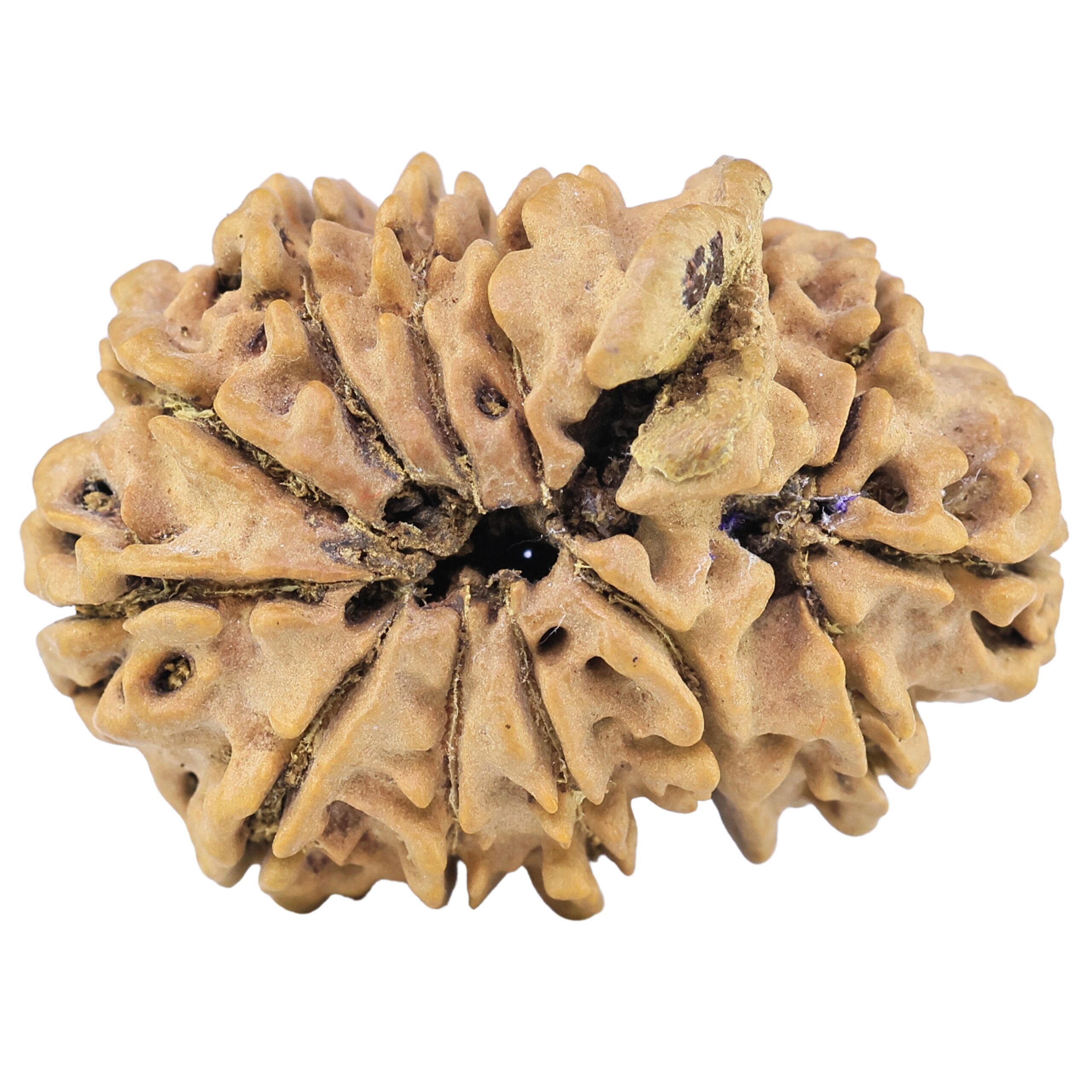13 Mukhi Ganesh 31.3mm 4.81gm - Rudraksha back