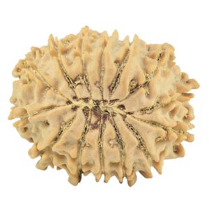 14 Mukhi Rudraksha 26.9mm 4.47gm - Rudraksha back