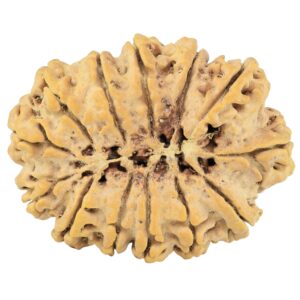 13 Mukhi Rudraksha 34.8mm 7.78gm - Rudraksha back