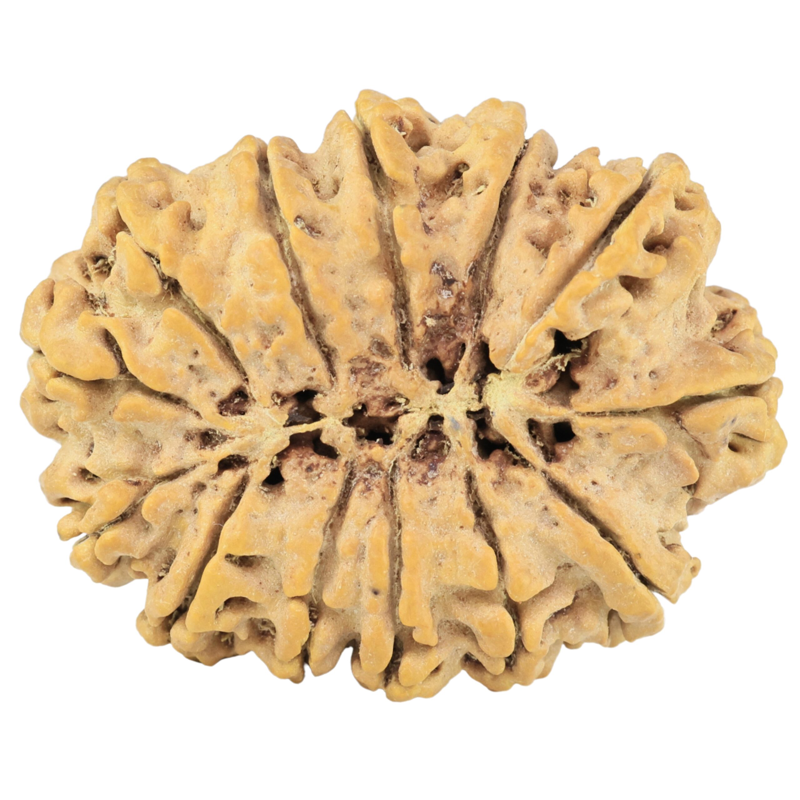 13 Mukhi Rudraksha 34.8mm 7.78gm - Rudraksha back