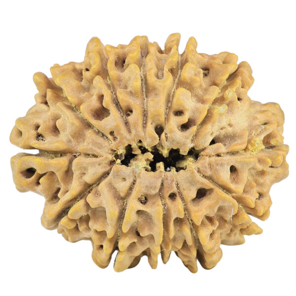 12 Mukhi Rudraksha 32.5mm 7.45gm - Rudraksha back