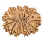 13 Mukhi Rudraksha 32.2mm 5.48gm - Rudraksha back