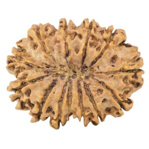 13 Mukhi Rudraksha 32.2mm 5.48gm - Rudraksha back