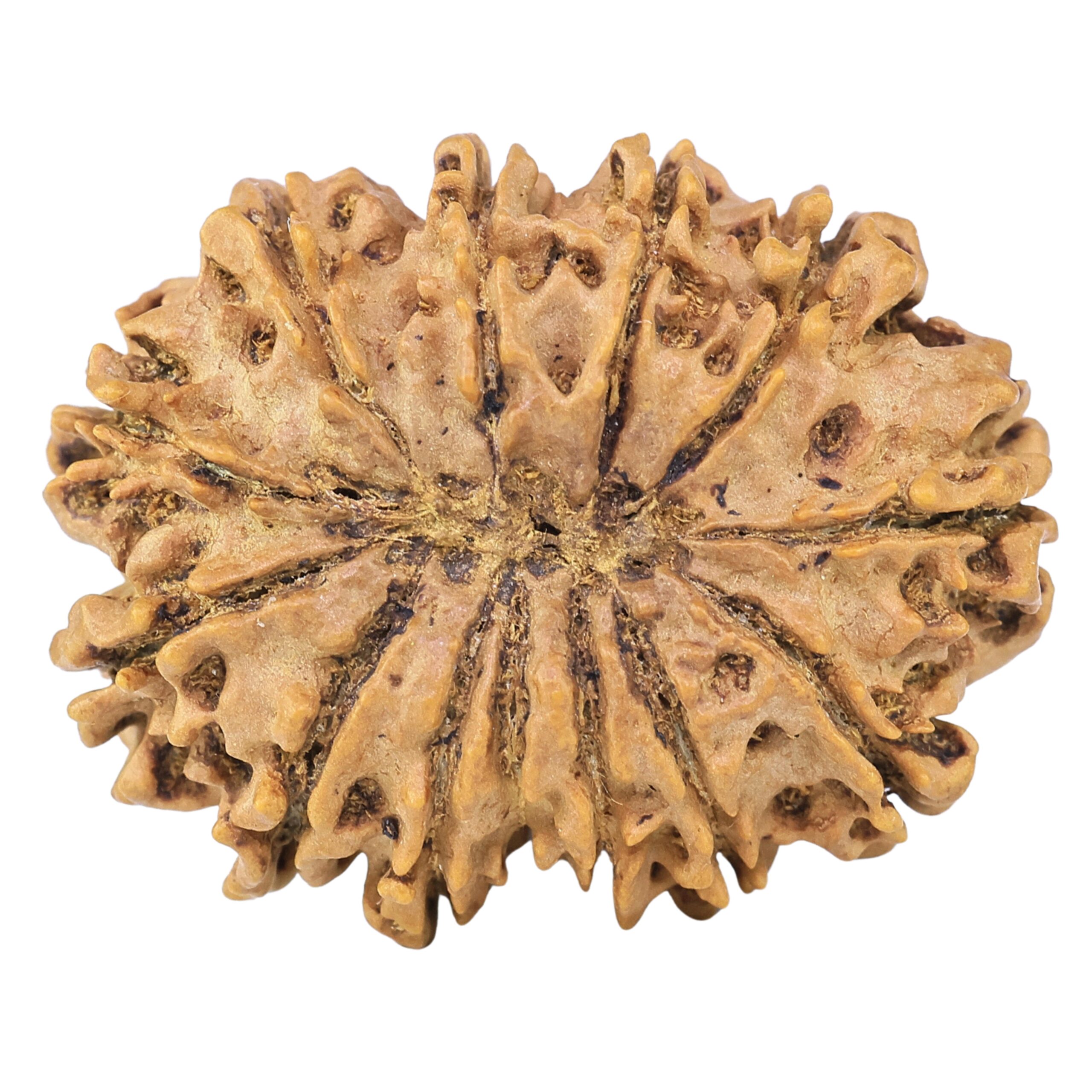 13 Mukhi Rudraksha 32.2mm 5.48gm - Rudraksha back