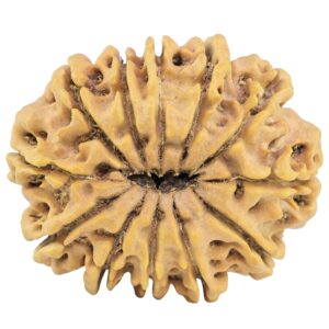 12 Mukhi Rudraksha 34.4mm 7.61gm - Rudraksha back