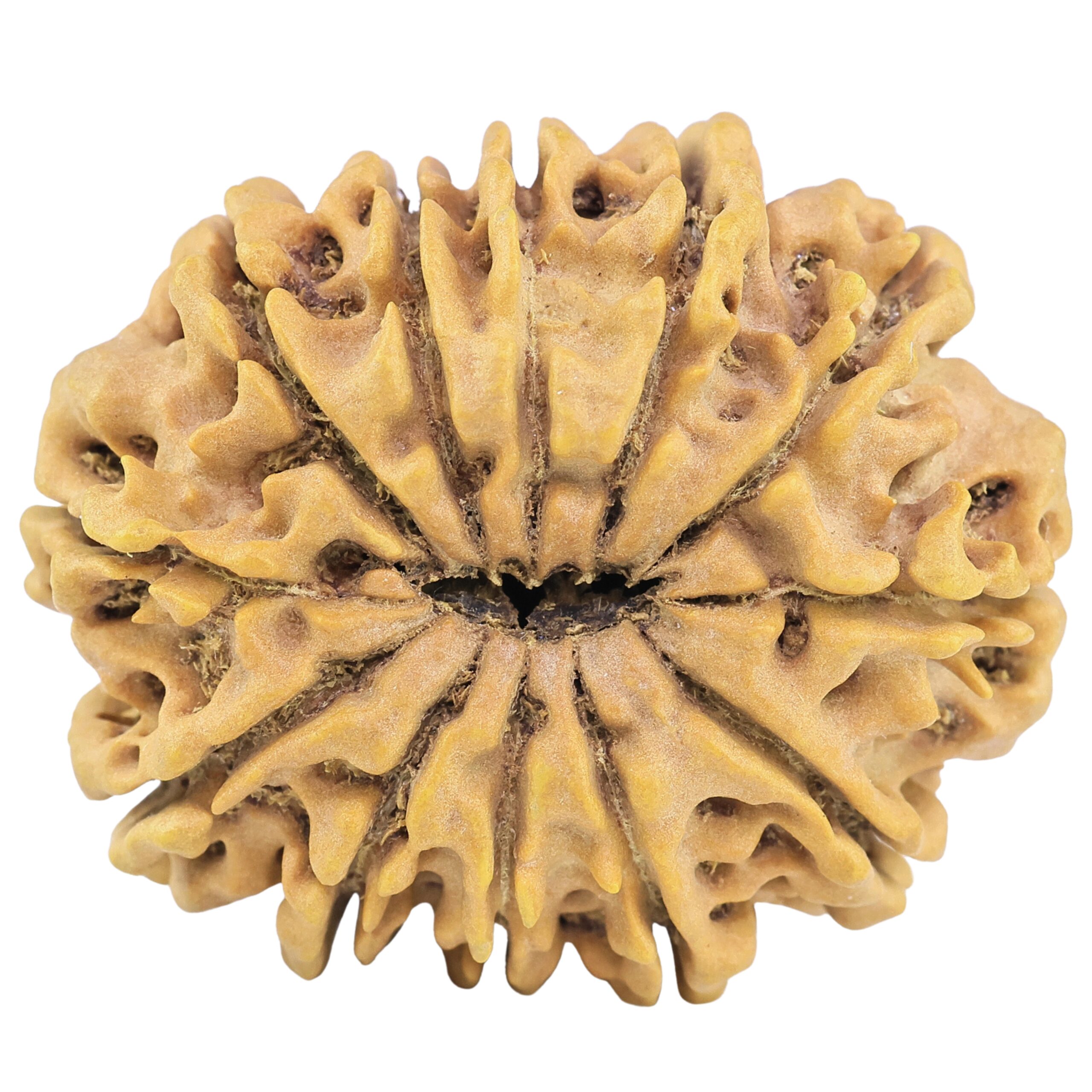 12 Mukhi Rudraksha 34.4mm 7.61gm - Rudraksha back