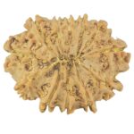 12 Mukhi Rudraksha 24.6mm 3.32gm - Rudraksha back