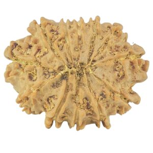 12 Mukhi Rudraksha 24.6mm 3.32gm - Rudraksha back