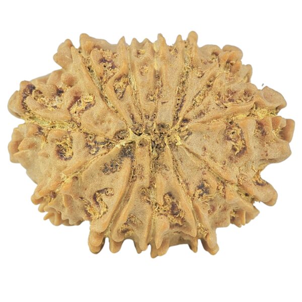 12 Mukhi Rudraksha 24.6mm 3.32gm - Rudraksha back