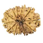 12 Mukhi Rudraksha 30.3mm 4.23gm - Rudraksha back