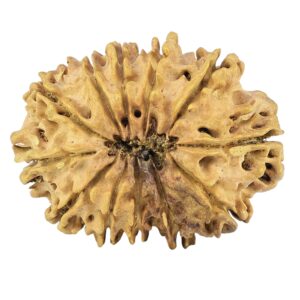 12 Mukhi Rudraksha 30.3mm 4.23gm - Rudraksha back