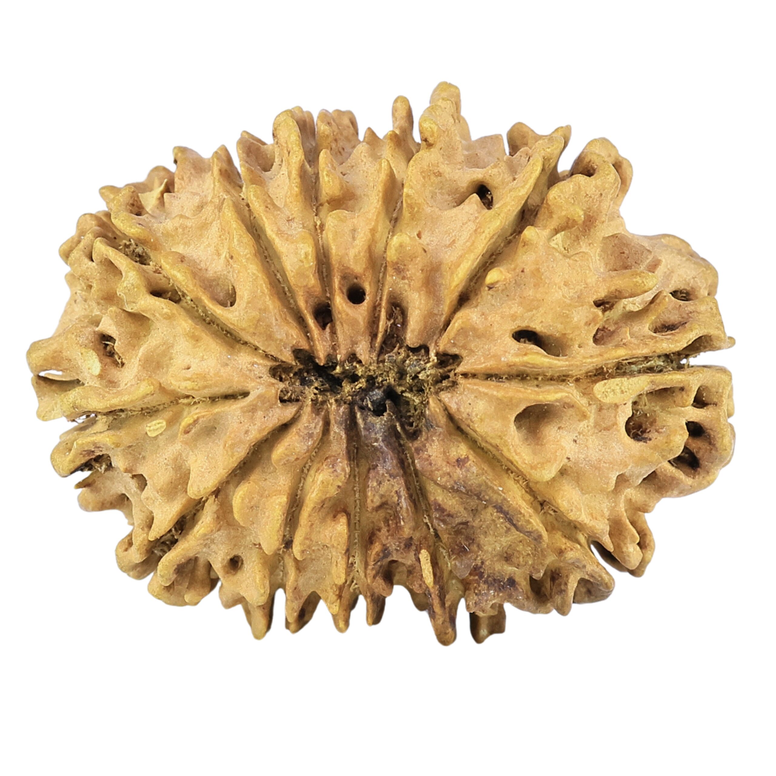 12 Mukhi Rudraksha 30.3mm 4.23gm - Rudraksha back