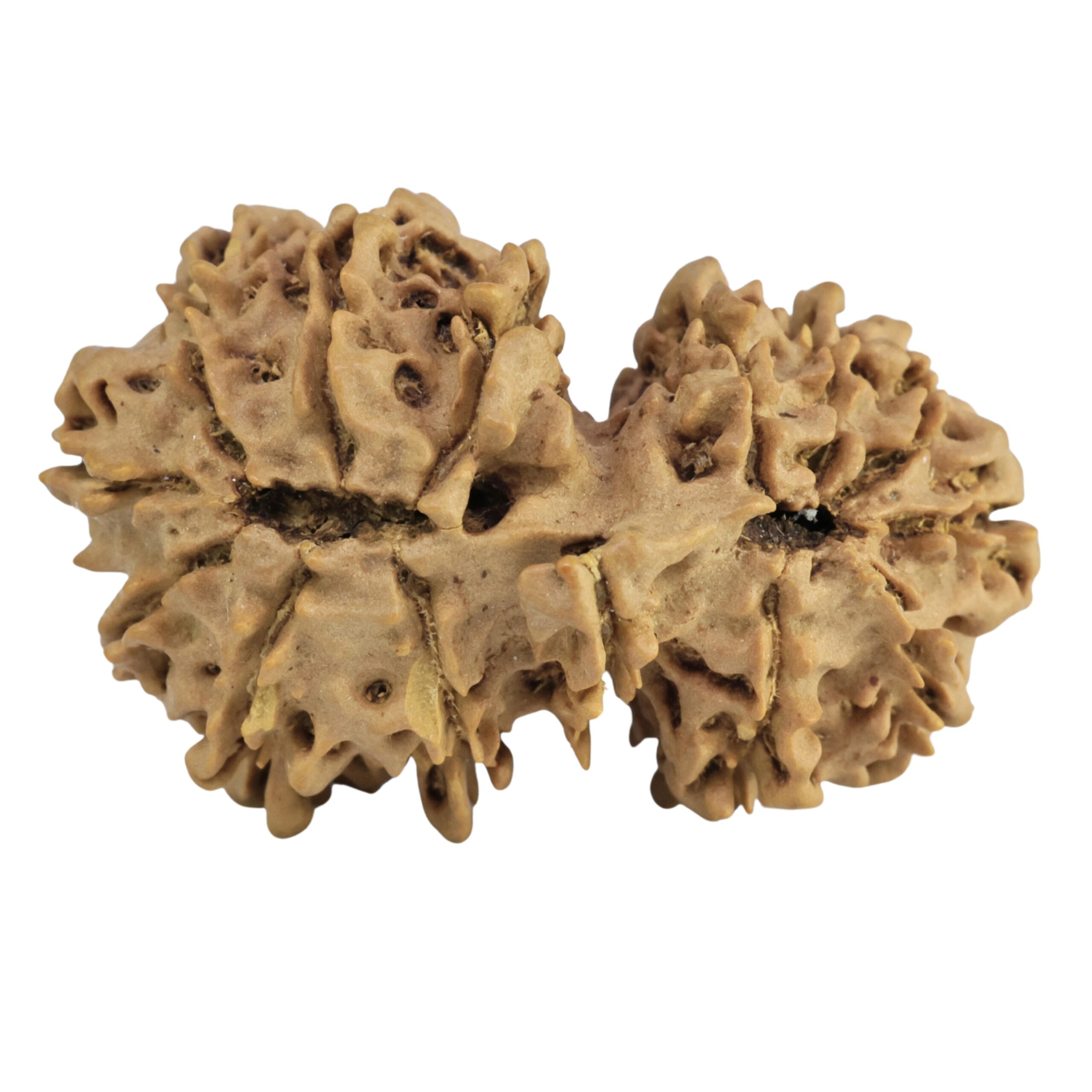 14 Mukhi Gaurishankar 35.1mm 5gm - Rudraksha back