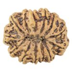 13 Mukhi Ganesh 31.2mm 6.67gm - Rudraksha back