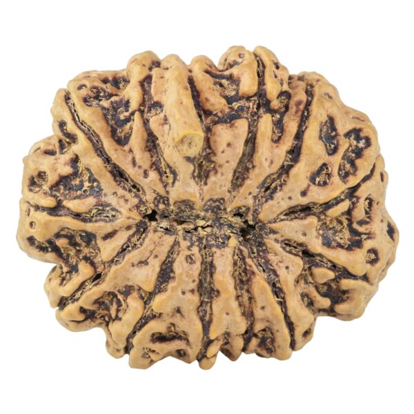 13 Mukhi Ganesh 31.2mm 6.67gm - Rudraksha back