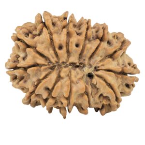 13 Mukhi Rudraksha 34.1mm 7.33gm - Rudraksha back