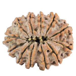 12 Mukhi Rudraksha 31.3mm 5.64gm - Rudraksha back