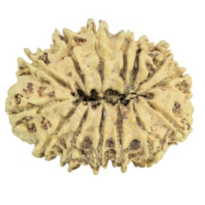 14 Mukhi Rudraksha 28.6mm 2.81gm - Rudraksha back