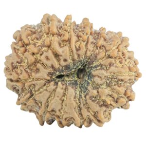 14 Mukhi Rudraksha 28mm 5gm - Origin: Nepal - Rudraksha back